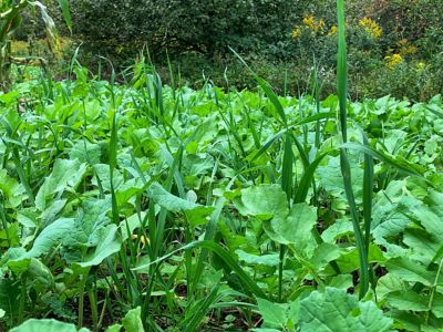Image showing  Green Machine Food Plot Mix - Big Gulp, GMFP20