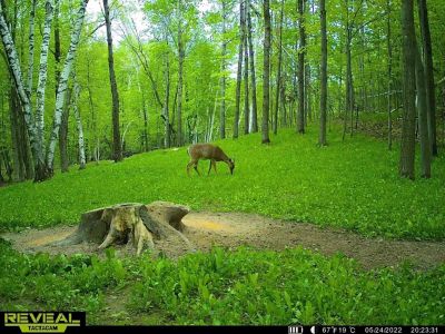 Image showing  Hot Chic Food Plot Mix, HCFP3