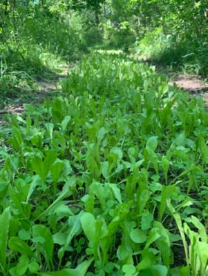 Image showing  Hot Chic Food Plot Mix, HCFP3