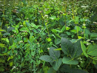 Image showing  Motherload Food Plot Mix, MLFP20