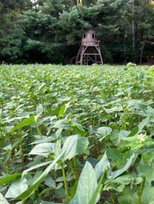 Image showing  Motherload Food Plot Mix, MLFP20