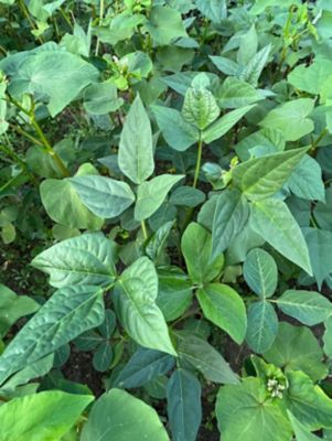 Image showing  Motherload Food Plot Mix, MLFP20