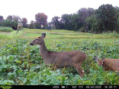 Image showing  Motherload Food Plot Mix, MLFP20