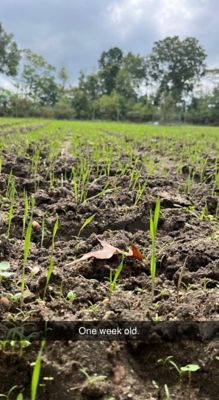 Image showing  Hall Pass Food Plot Mix, HPFP20