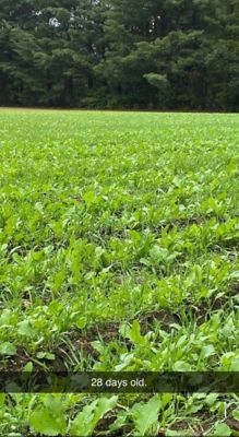 Image showing  Hall Pass Food Plot Mix, HPFP20