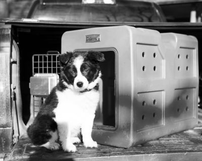 Image showing  G3 1-Door Polyethylene Dog Kennel, 23 in. L x 16 in. W x 18.75 in. H, Purple