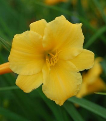 2 gal. Hemerocallis Stella D' Oro