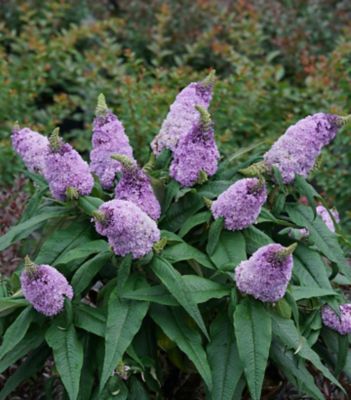 Proven Winners 3 gal. Butterfly Bush