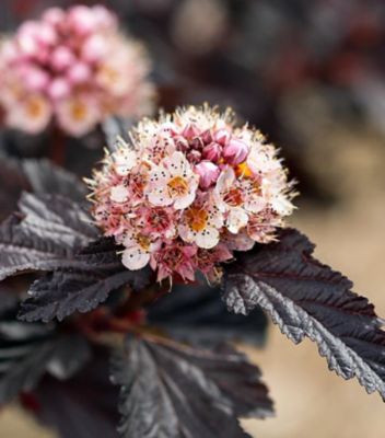 First Editions 3 gal. Physocarpus Fireside