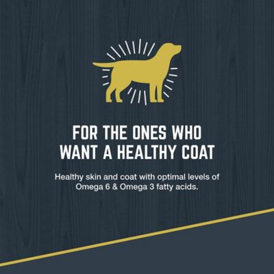 Image showing  Explorer Sensitive Skin & Coat Ocean Fish Meal & Oat Recipe Dry Dog Food, 40 lb. Bag