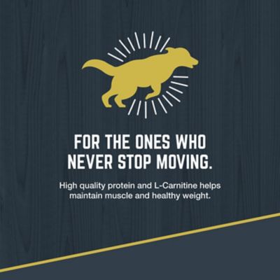 Image showing 6 th Black Gold Explorer Large Breed Adult Chicken and Brown Rice Recipe Dry Dog Food