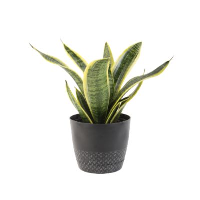 Costa Farms 6 in. Potted Assorted Foliage House Plant in Plastic Pot