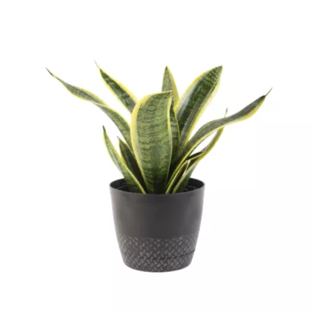 Costa Farms 6" Assorted Foliage Houseplant in Plastic Pot Succulents & House Plants