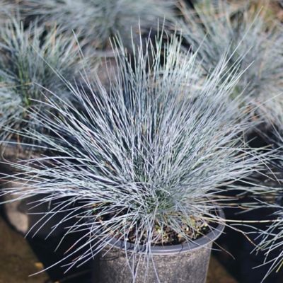 Alder & Oak 1 gal. Elijah Blue Festuca Plants, 4-Pack
