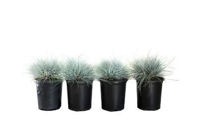 Image showing  1 gal. Elijah Blue Festuca Plants, 4-Pack