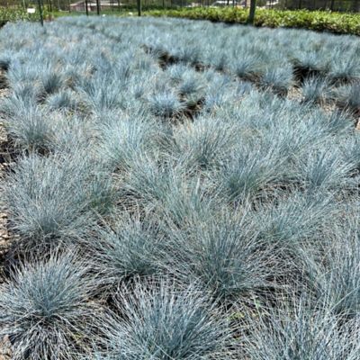 Image showing  1 gal. Elijah Blue Festuca Plants, 4-Pack
