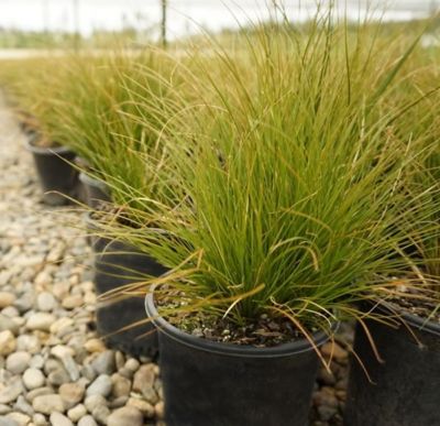 Alder & Oak 1 gal. Orange Sedge Carex Testacea Plants, 4-Pack