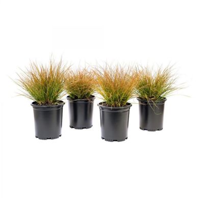 Image showing  1 gal. Orange Sedge Carex Testacea Plants, 4-Pack