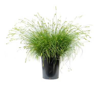 Image showing  1 gal. Carex Tumulicola Plants, 4-Pack