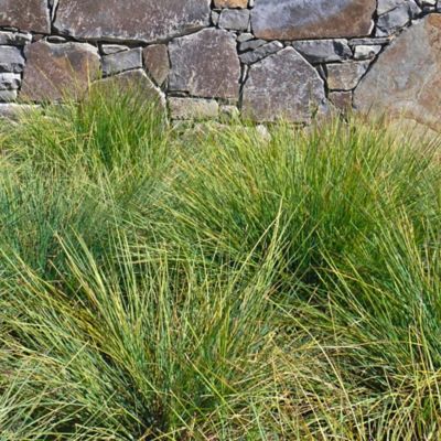 Alder & Oak 5 gal. Lomandra Breeze Plants, 2-Pack at Tractor Supply Co.