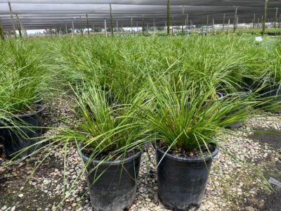 Image showing  5 gal. Lomandra Breeze Plants, 2-Pack