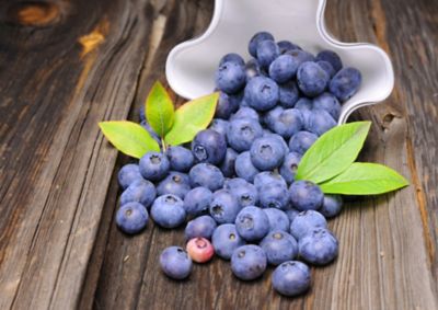 1.5 gal. Potted Pirtle Nursery Duke Blueberry Plant in #2 Pot