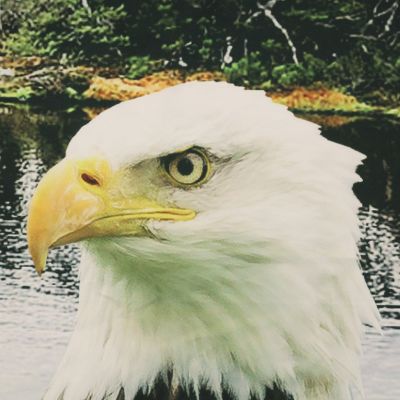 Image showing  Photo Real Light Filtering Pole Top Curtain Panel Pair