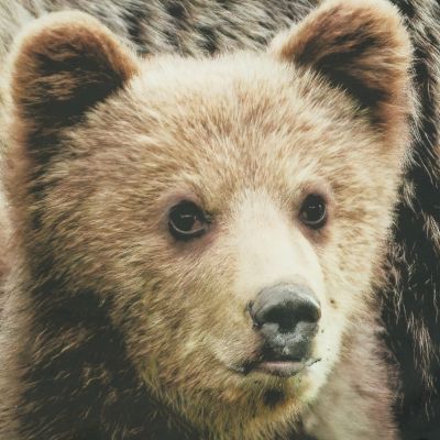 Image showing  Photo Real Light Filtering Pole Top Curtain Panel Pair