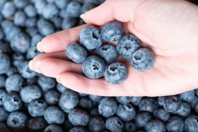 Image showing 1.5 gal. Potted Pirtle Nursery Elliott Blueberry Plant