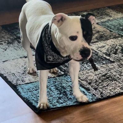 Image showing  Collagen Spring Sticks 5in, 15 ct. for Dogs, Long Lasting Chewable Treat