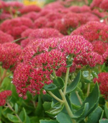 1 gal. Automn Joy Sedum, 1000972