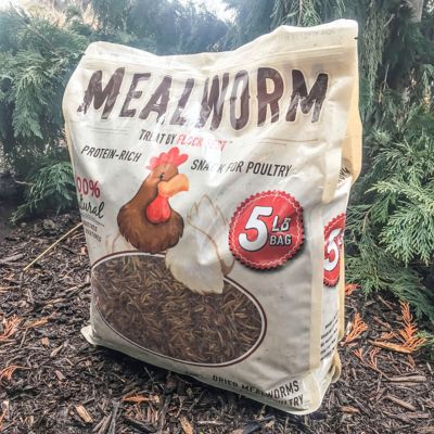 Image showing  Fickle Fowl Dried Mealworms Poultry Treats, 5 lb.