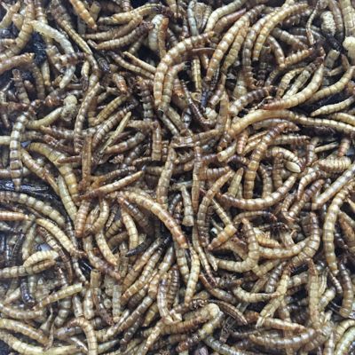 Image showing  Fickle Fowl Dried Mealworms Poultry Treats, 5 lb.