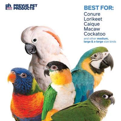 Image showing  Physical and Mental Bodacious Bites Wizard Bird Toy