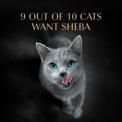 Image showing 5 th Sheba Perfect Portions Cuts In Gravy Tender Trout Entree Wet Cat Food, 24/2.6 oz.