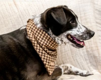 Image showing  Houndstooth Pet Bandana, 505823