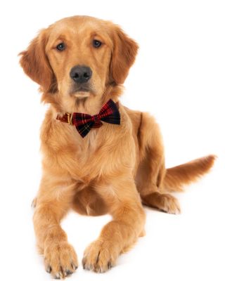 Image showing  Red Plaid Pet Bow Tie, 505824
