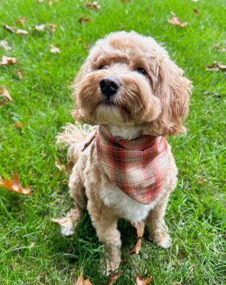 Image showing  Fall Plaid Pet Bandana, 506383