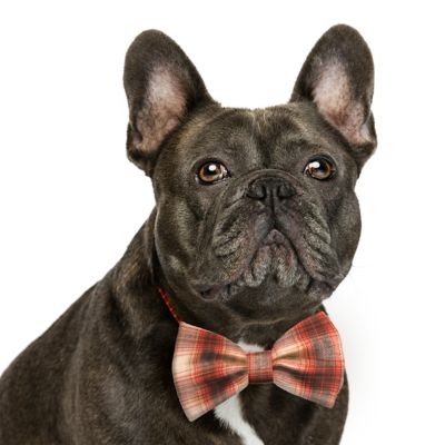 Image showing  Fall Plaid Pet Bow Tie