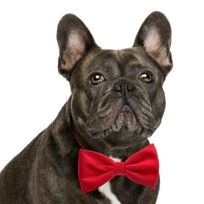 Image showing  Red Velvet Pet Bow Tie
