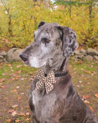 Image showing  Houndstooth Pet Bow, 511507