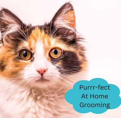 Image showing  Double-Sided Bamboo Dog and Cat Toothbrush