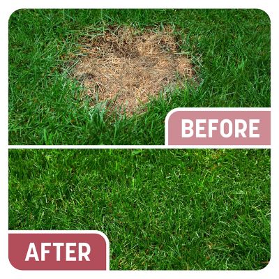 Image showing  5 lb. 100 sq. ft. Smart Patch Zenith Zoysia Grass Seed Mix