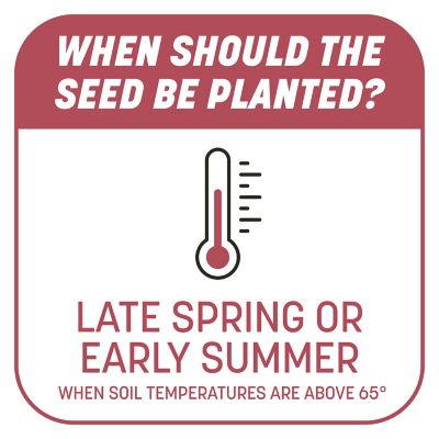 Image showing 8 th Pennington 5 lb. 100 sq. ft. Smart Patch Zenith Zoysia Grass Seed Mix