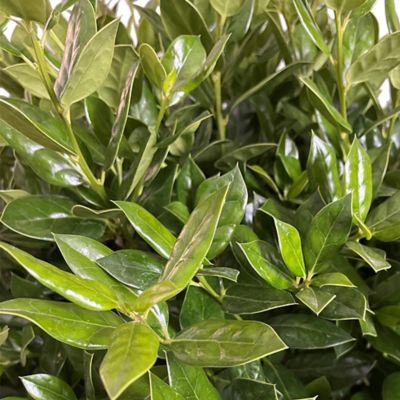 Image showing 7 gal. Potted Needlepoint Holly Shrub