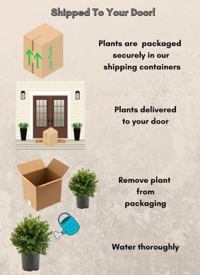 Image showing 7 gal. Potted Needlepoint Holly Shrub