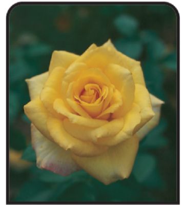 1 gal. Tyler Rose Nursery Dormant Potted Rose, Assorted Colors