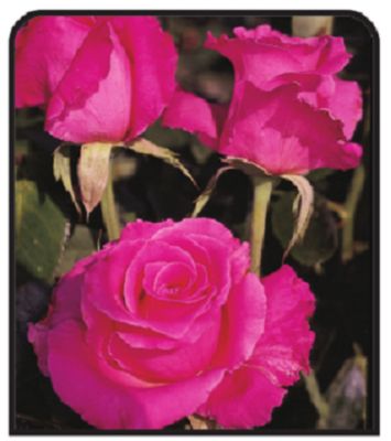 Image showing 1 gal. Potted Tyler Rose Nursery Dormant Potted Rose, Assorted Colors
