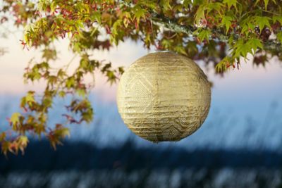 Image showing  Soji Stella Globe Market, Bronze