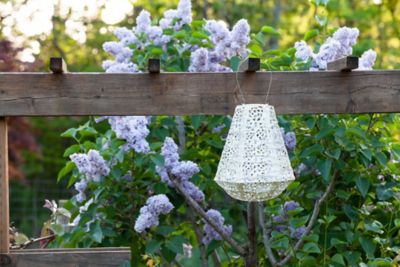 Image showing  Soji Stella Prism Rose Lantern, Pearl